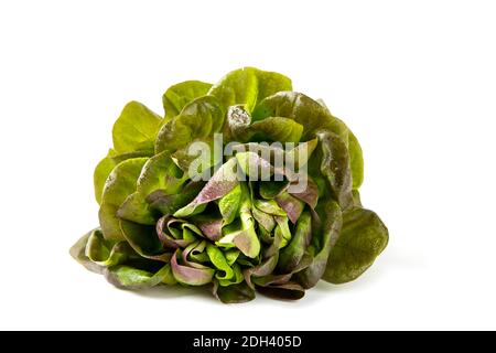 Bio Oakleaf Kopfsalat Stockfoto