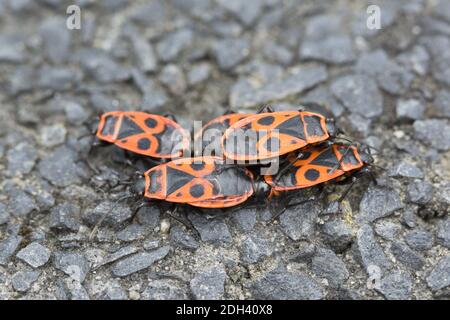 Feuerwanzen, Feuerwanzen, Pyrrhocoridae, Stockfoto