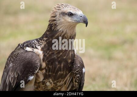 Captive Juvenile Weißbauchseeadler Stockfoto