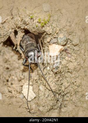 Europäische Feld Cricket 'Gryllus campestris', Nymphe Stockfoto