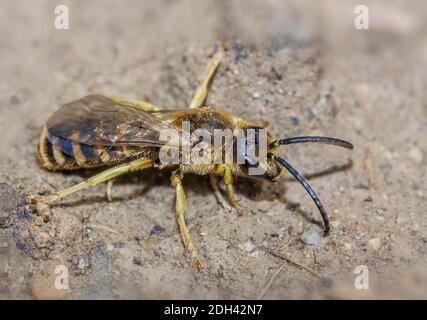 Große Bänderbiene 'Halictus scabiosae' Männchen Stockfoto