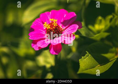 Tithonia rotundifolia Blume im Garten vor grünem Hintergrund. Stockfoto
