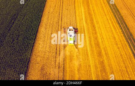 Ein moderner Mähdrescher arbeitet auf Weizenfeld, Luftbild Stockfoto