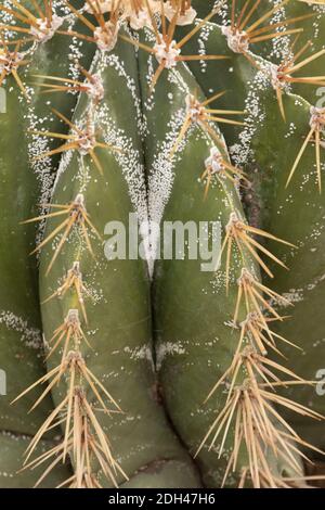 Astrophytum ornatum (Bishop's Cap, Monk's Hood), Kaktus close-up natürliche Pflanzenportrait mit tiefen Graten und Dornen Stockfoto