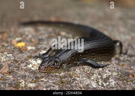 Land Mullet sonnt sich auf einem Felsen Stockfoto