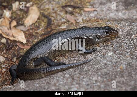 Land Mullet Lizard sonnt sich auf einem Felsen Stockfoto