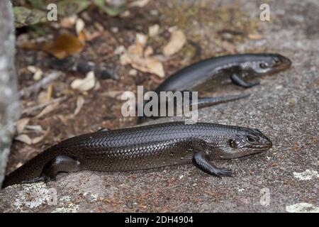 Land Mullet Eidechsen sonnen Stockfoto