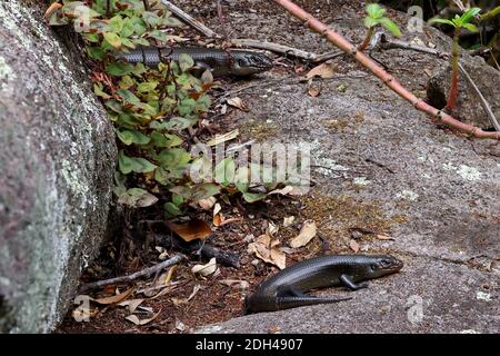 Land Mullet Eidechsen sonnen sich auf einem Felsen Stockfoto