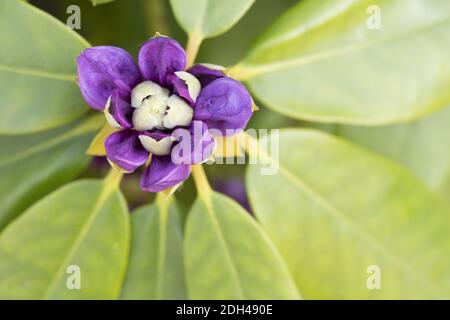 Rhododendron, geschlossene Blüte Stockfoto