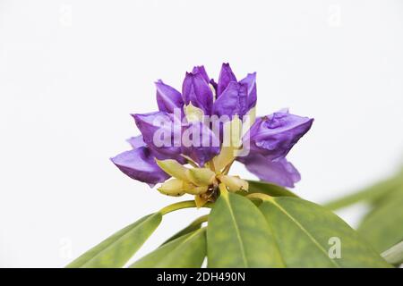 Rhododendron, geschlossene Blüte Stockfoto