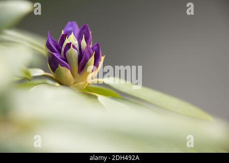 Rhododendron, geschlossene Blüte Stockfoto