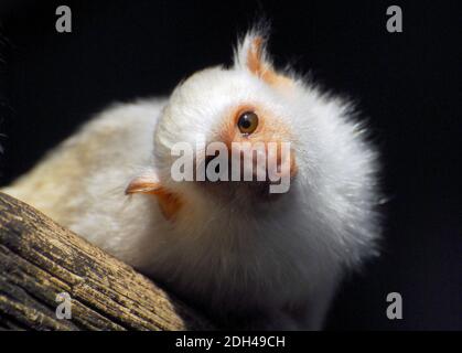 Silbernes Marmorset, Silberbäffchen oder Silberne Seidenäffchen, Mico argentatus, immer selyemmajom Stockfoto