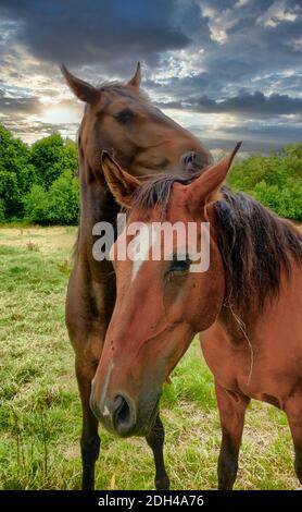 Eine Nahaufnahme von zwei braunen Pferden, die auf stehen Ein üppiges grünes Feld Stockfoto