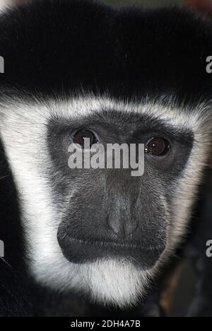 Mantelguereza, östlicher schwarz-weißer Kolobus oder der abessinische schwarz-weiße Kolobus, Mantelaffe, Guereza, Colobus guereza Stockfoto