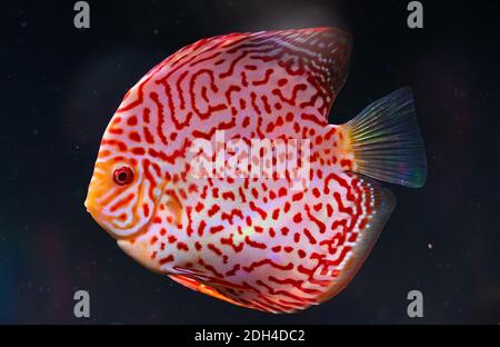 Nahaufnahme eines roten tropischen Symphysodon-Diskusfisches mit Schachbrettmuster. Stockfoto