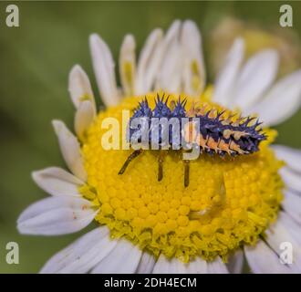 Marienkäfer-Larve 'Harmonia axyridis' Stockfoto