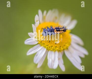 Marienkäfer-Larve 'Harmonia axyridis' Stockfoto