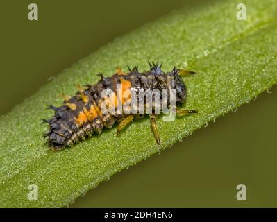 Marienkäfer-Larve 'Harmonia axyridis' Stockfoto