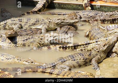 Erwachsene Krokodile in Ruhe und schlafen lange Xuyen Krokodil Farm, Mekong Delta, Vietnam Stockfoto
