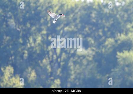 Kaspische Seeschwalbe Vogel im Flug mit Fisch im Monat und Wasserbesprühen mit grünem Wald im Hintergrund verschwommen Stockfoto