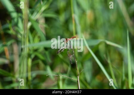 Nahaufnahme, Macro Red Meadowhawk Libelle auf Stem mit grünem Laub und Blättern im Hintergrund Stockfoto