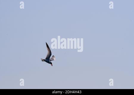 Kaspische Seeschwalbe Vogel im Flug mit Fisch im Mund mit Blauer Himmel Hintergrund Stockfoto