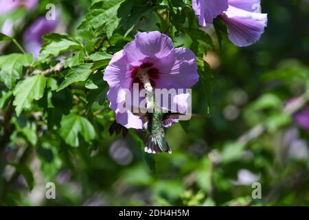 Rubinkehliger Kolibri, der Nektar von der hellpurpurnen Rose von Sharon erhält Blume Während Des Fluges Stockfoto