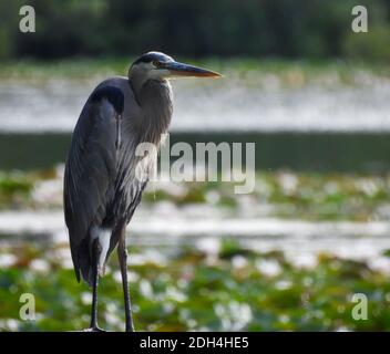 Blauer Reiher Vogel steht auf dem Rand des Wassers mit Wasser gefüllt Mit Lily Pads verschwommen im Hintergrund Stockfoto