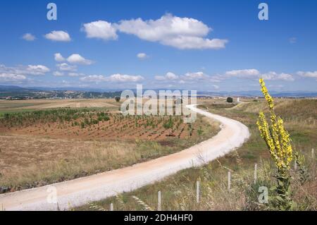 Weißer Feldweg, der sich im Sommer durch die sonnige Kampagne schlängelt In Nord-Zentral Griechenland unter einem schönen blauen Himmel bewölkt Stockfoto