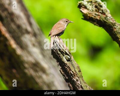 Haus Wren Vogel thront auf der Spitze von Baum Zweig mit Schöne grüne Laub und andere Zweige und Baum Trunks in Hintergrund Stockfoto