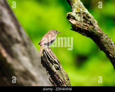 Haus Wren Vogel thront auf der Spitze von Baum Zweig mit Schöne grüne Laub und andere Zweige und Baum Trunks in Hintergrund Stockfoto