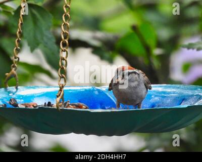 Ein American Tree Sparrow Bird sitzt auf einem Platform Bird Futter mit Samen im Schnabel an einem Sommertag Mit grünen Blättern herum Stockfoto