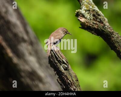 Haus Wren Vogel thront auf der Spitze von Baum Zweig mit Grünes Laub im Hintergrund verschwommen Stockfoto