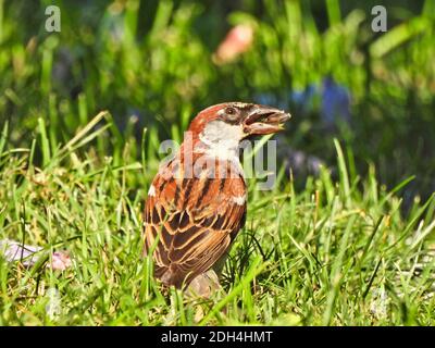 Haussparrow sitzt im Gras mit Sonnenblumensamen im Mund Mit Sun Shining als sieht seitwärts in einer Profilansicht Stockfoto