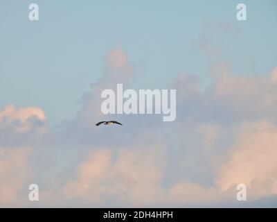 Ein Fischadler Greifvogel mit Full Wing Span Soars Durch die Luft am Morgen mit Sonne abspringen Große Wolken im Hintergrund für ein schönes S Stockfoto