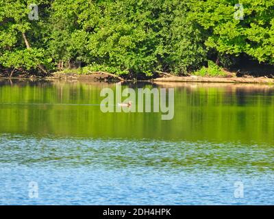 Lone Duck Bird Schwimmen über ruhiges Wasser in Lake in Am frühen Morgen Sonnenlicht und Green Forest entlang der Küste Stockfoto