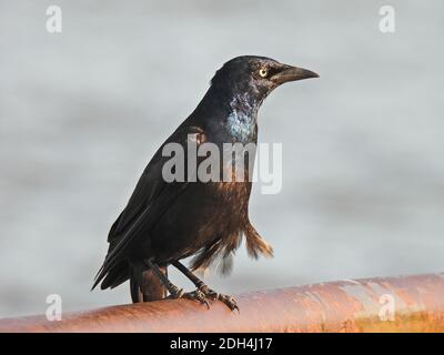 Common Grackle Blackbird auf Rusty Rail mit See in thront Hintergrund Stockfoto