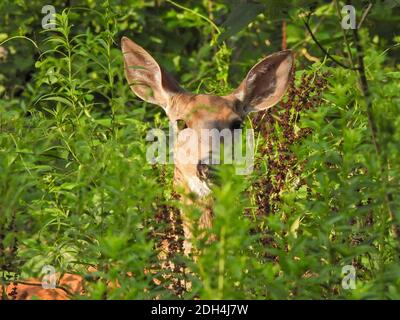 Weibliche Hirsch Doe Nahaufnahme des Gesichts versteckt unter hoch Grünes Laub Stockfoto