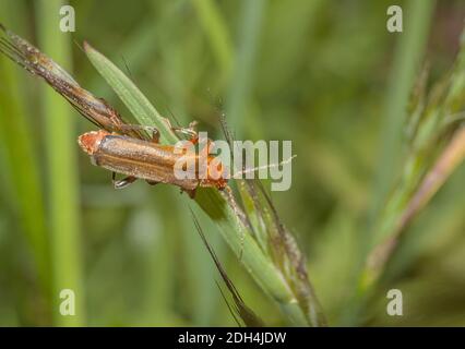 Schwarzkäfer 'Rhagonycha fulva' Stockfoto