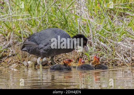 Schwarzer Ruß mit Huhn 'Fulica atra' Stockfoto