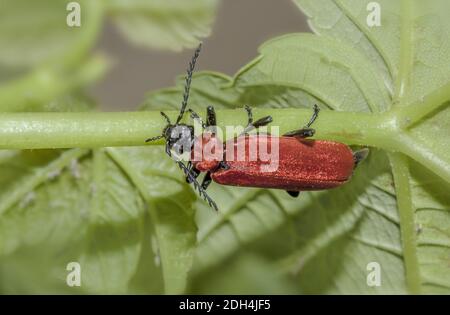 Schwarzkopfkäfer 'Pyrochroa coccinea' Stockfoto