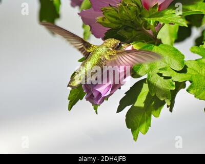 Rubinkehlige Kolibri Sammelt Nektar, Während Sie Über Purple Hibiscus Bloom Schwebt Stockfoto