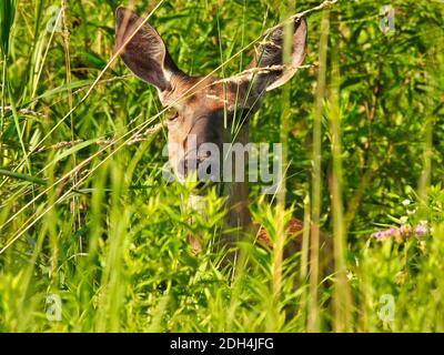 Nahaufnahme des neugierigen Doe White Tailed Hirsch versteckt im Sommer Grünes Laub mit Sonne im Gesicht Stockfoto