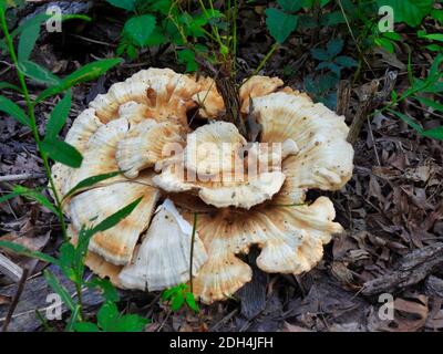 Nahaufnahme von Wild Mushroom Large Polypore, die auf dem Boden wachsen Auf Holzspäne Pfad mit Pflanze wächst durch das Zentrum Mikro von Weiß und Braun Mus Stockfoto