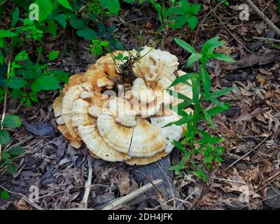 Wild Mushroom große Polypore wächst aus Holz gechipt Trail mit Grüne Vegetation, die durch die weißen und braunen Pilzen wächst Pilz Stockfoto