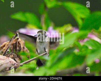 Rubinkehliger Kolibri, der mit den Füßen nach oben zu Barsch auf dem Zweig fliegt Bereit zum Schnappen Stem neben grünen Blättern Stockfoto