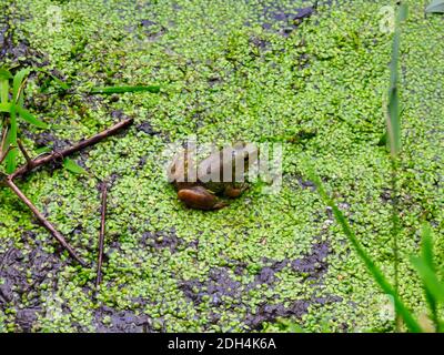 Bullfrog sitzt auf Muddy Pond Bank mit Blütenblättern bedeckt An einem Sommertag Stockfoto