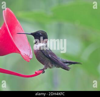 Rüden-Kolibri mit Rothalsfedern, die Nektar nippen Hummingbird Feeder Stockfoto