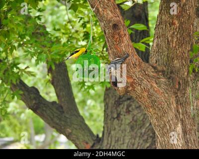 American Goldfinch Bird und White-Breasted Nut Hatch Bird Feed Von der gleichen Vogelsaat Feeder hängen an einem Baum Zweig mit Sommergrün Blätter an Stockfoto