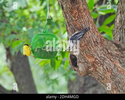 Vögel an einem Futterhäuschen: Amerikanischer Goldfink-Vogel und ein weißreihiger Nuthatch-Vogel fressen Sonnenblumenkerne aus einem Futterhäuschen mit grünen Kugelvogelsamen, an dem sie hängen Stockfoto